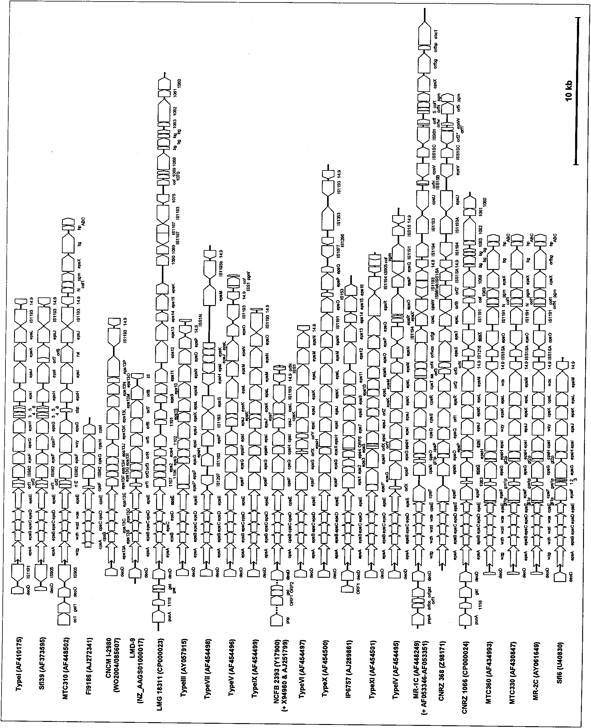 Genetic cluster of strains of streptococcus thermophilus having appropriate acidifying and texturizing properties for dairy fermentations