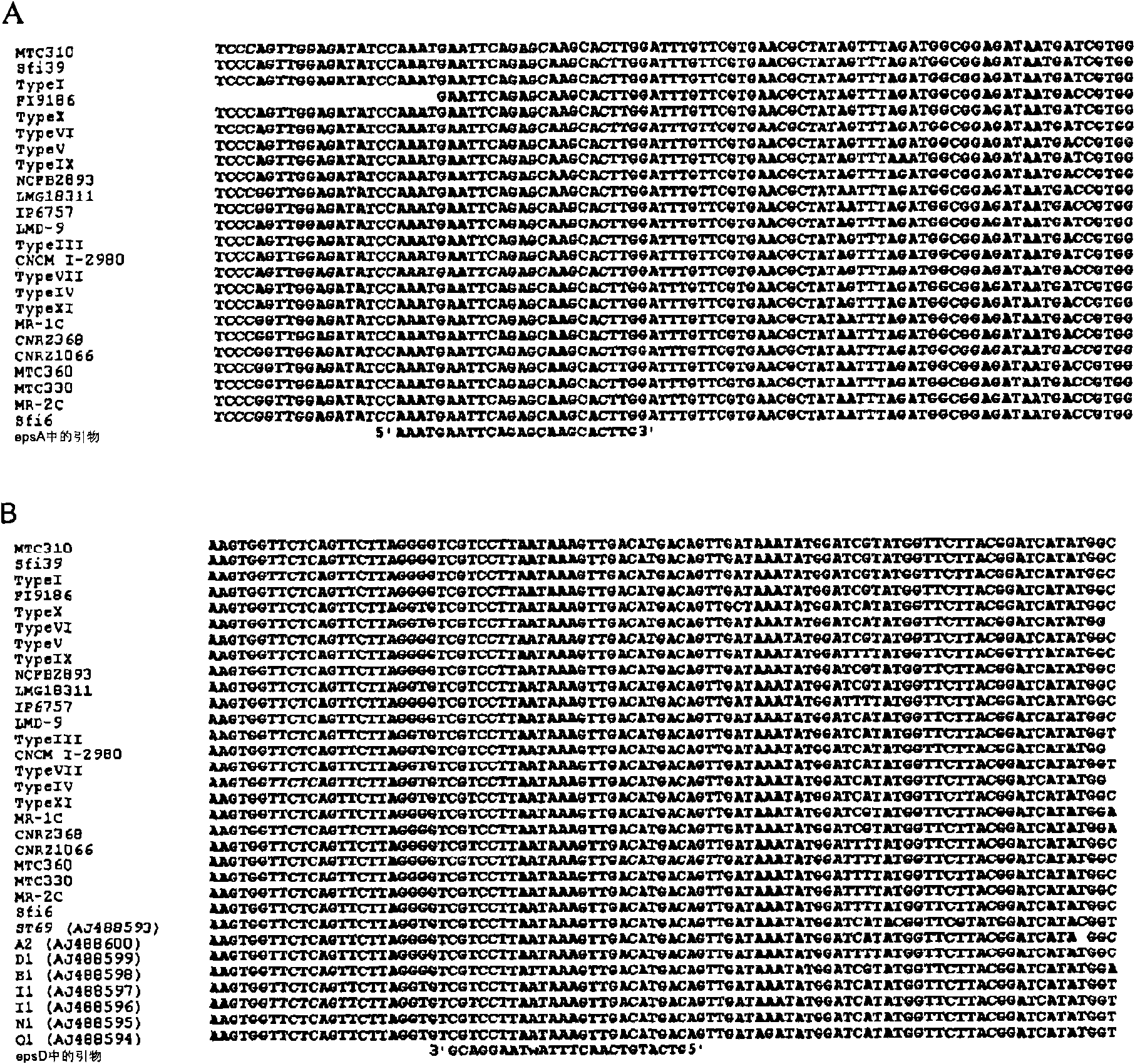 Genetic cluster of strains of streptococcus thermophilus having appropriate acidifying and texturizing properties for dairy fermentations