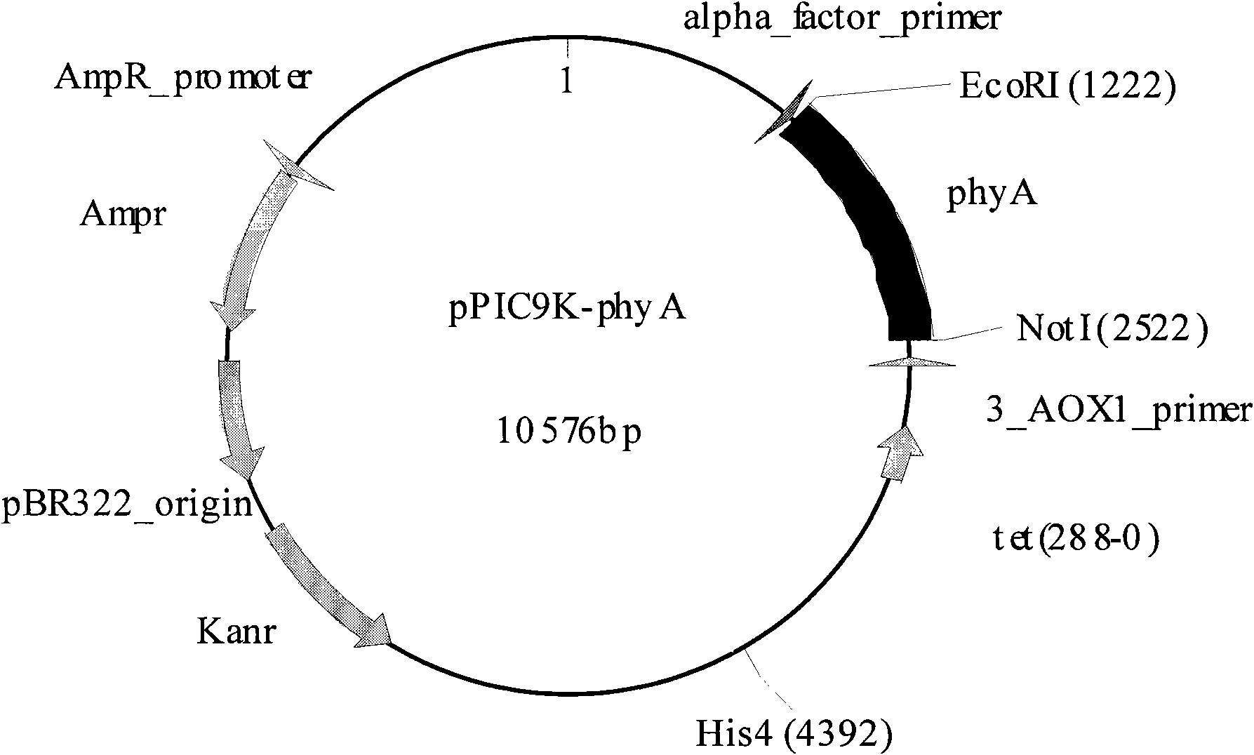 Novel neutral phytase