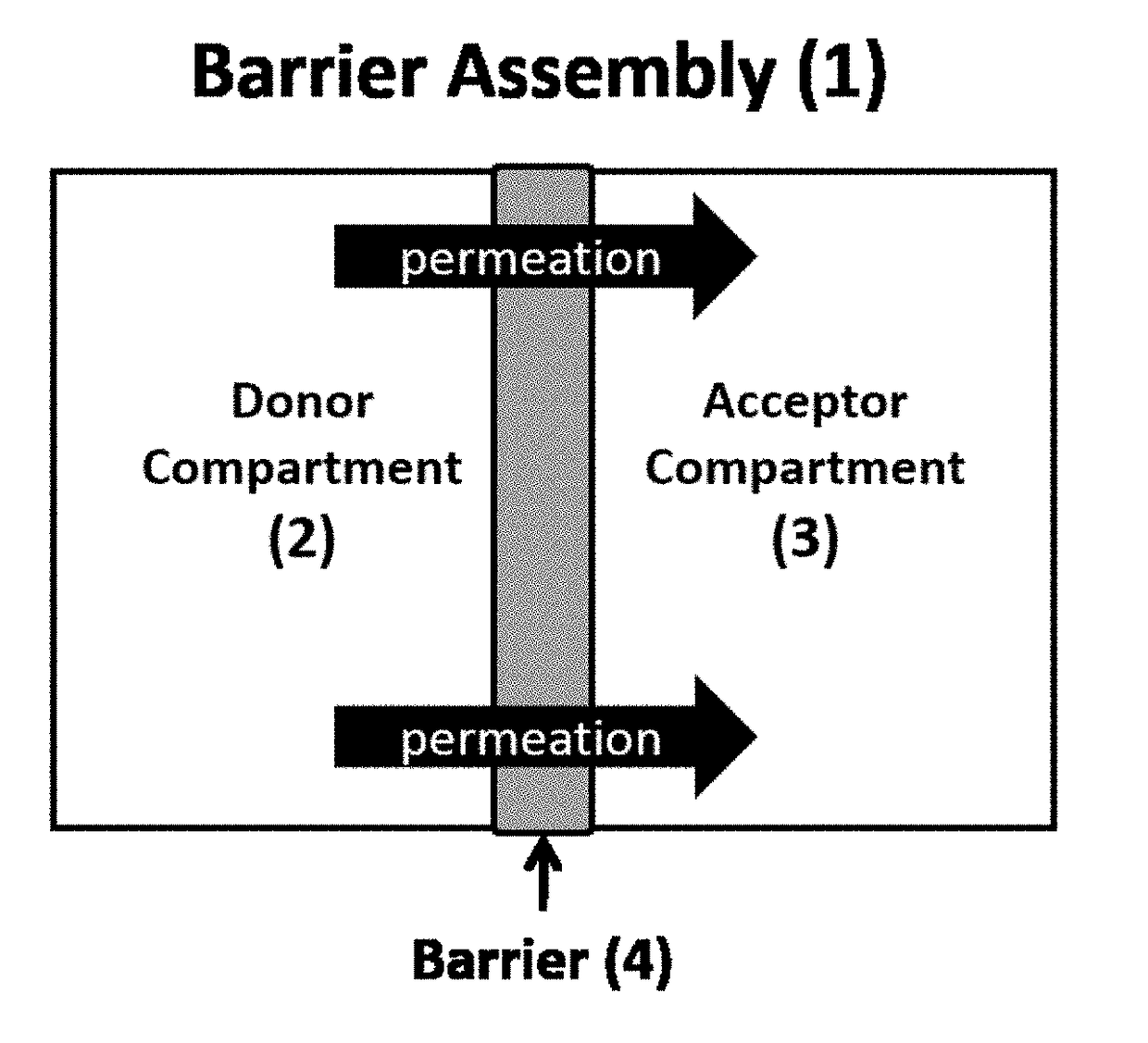 Assembly for assessing drug permeability with adjustable biomimetic properties