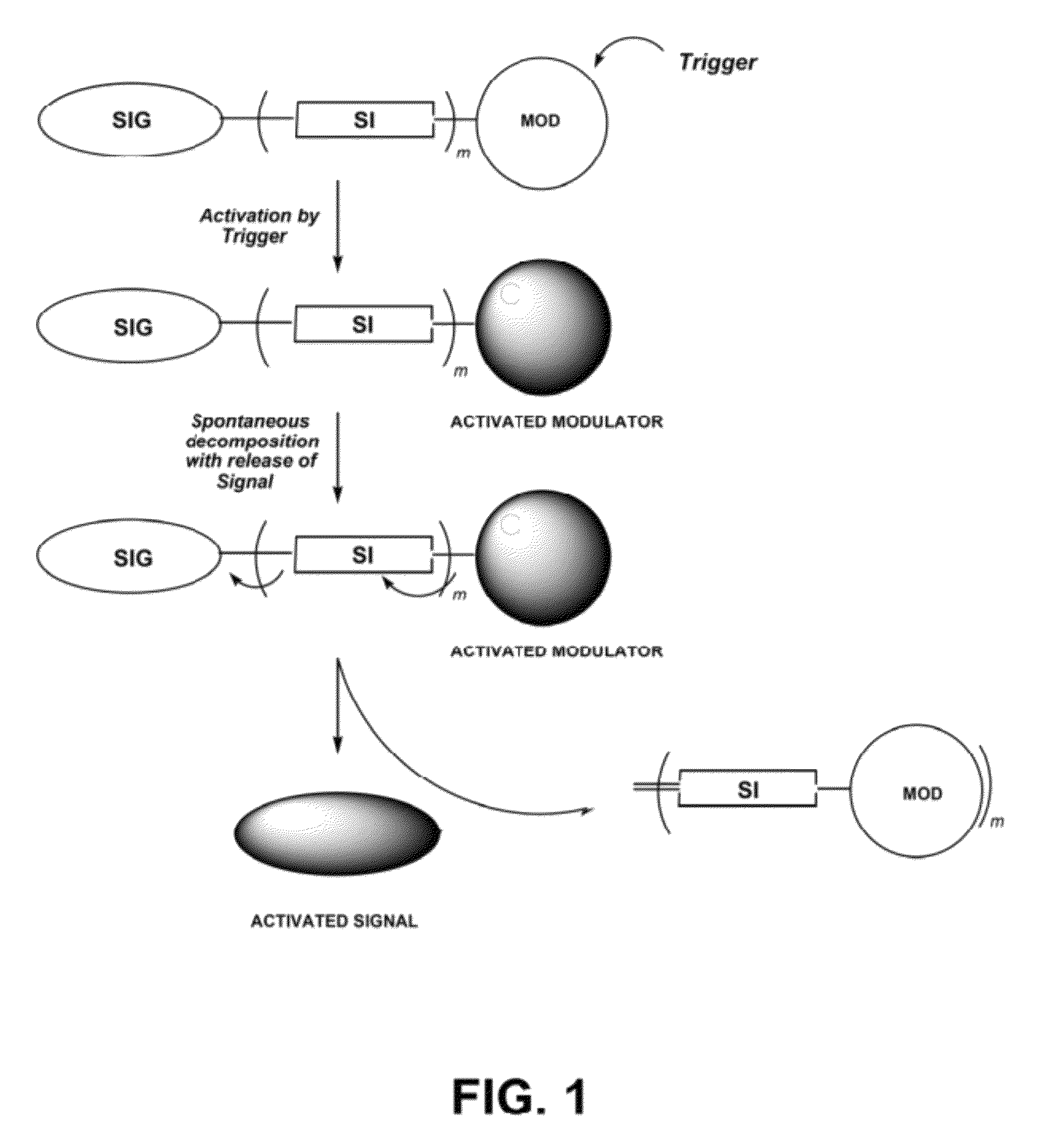 Self-immolative probes for enzyme activity detection