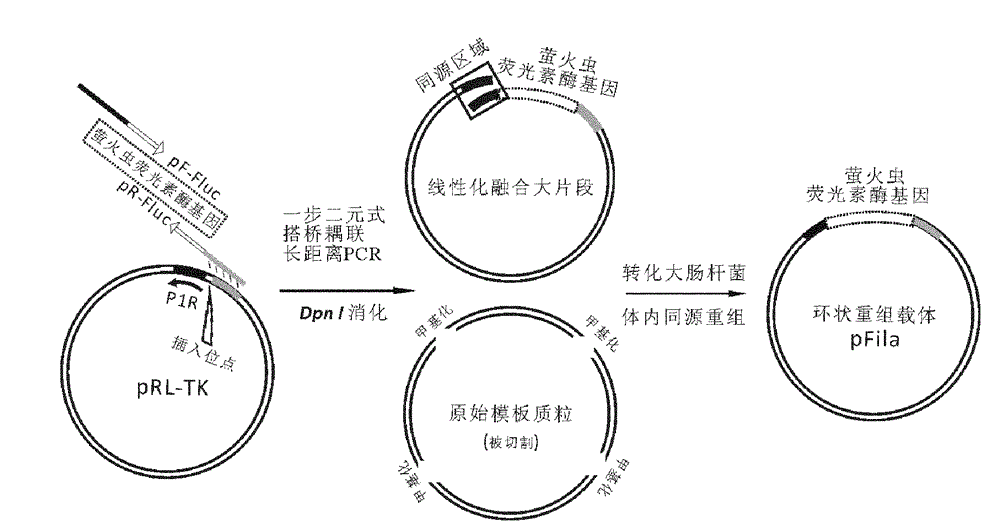 Reference internal type dual-luciferase reporter vector and application thereof