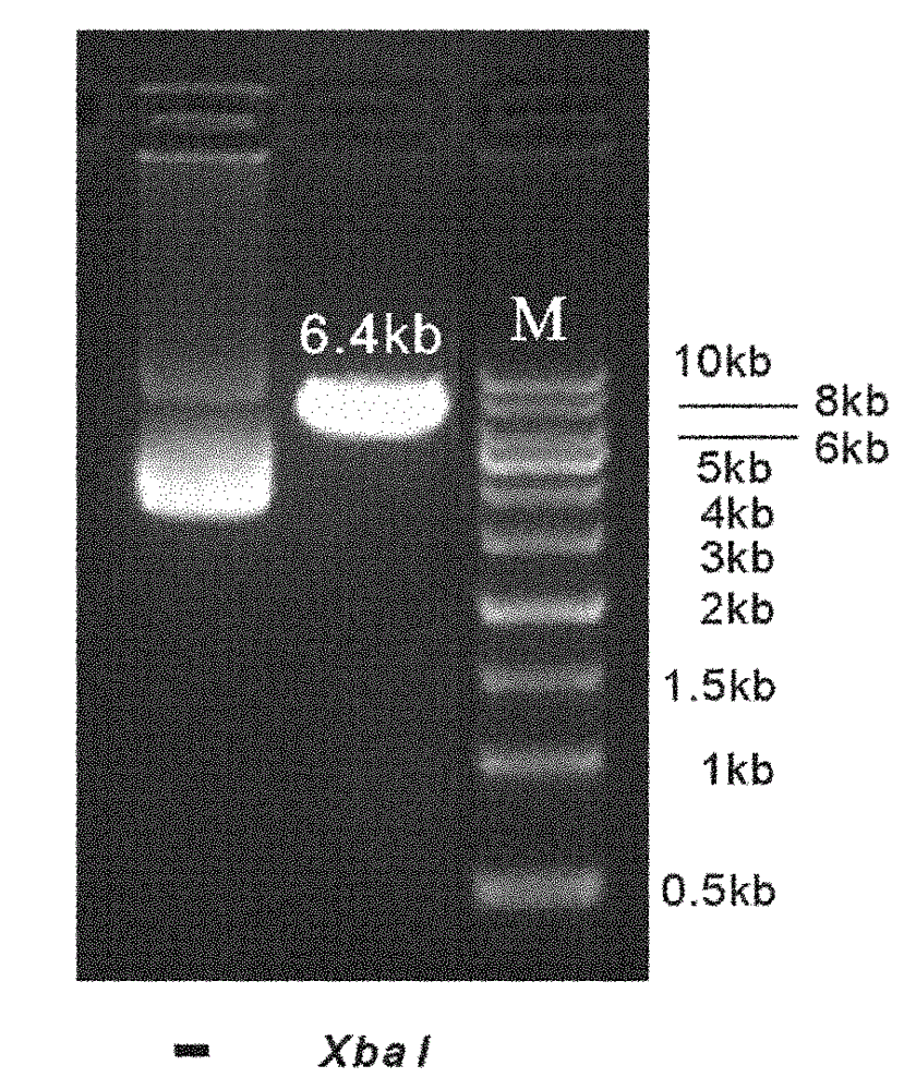 Reference internal type dual-luciferase reporter vector and application thereof