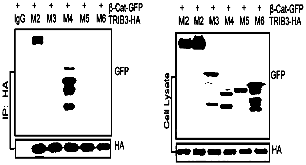 Polypeptide targeting to inhibit Wnt/beta-catenin signal activity and application thereof