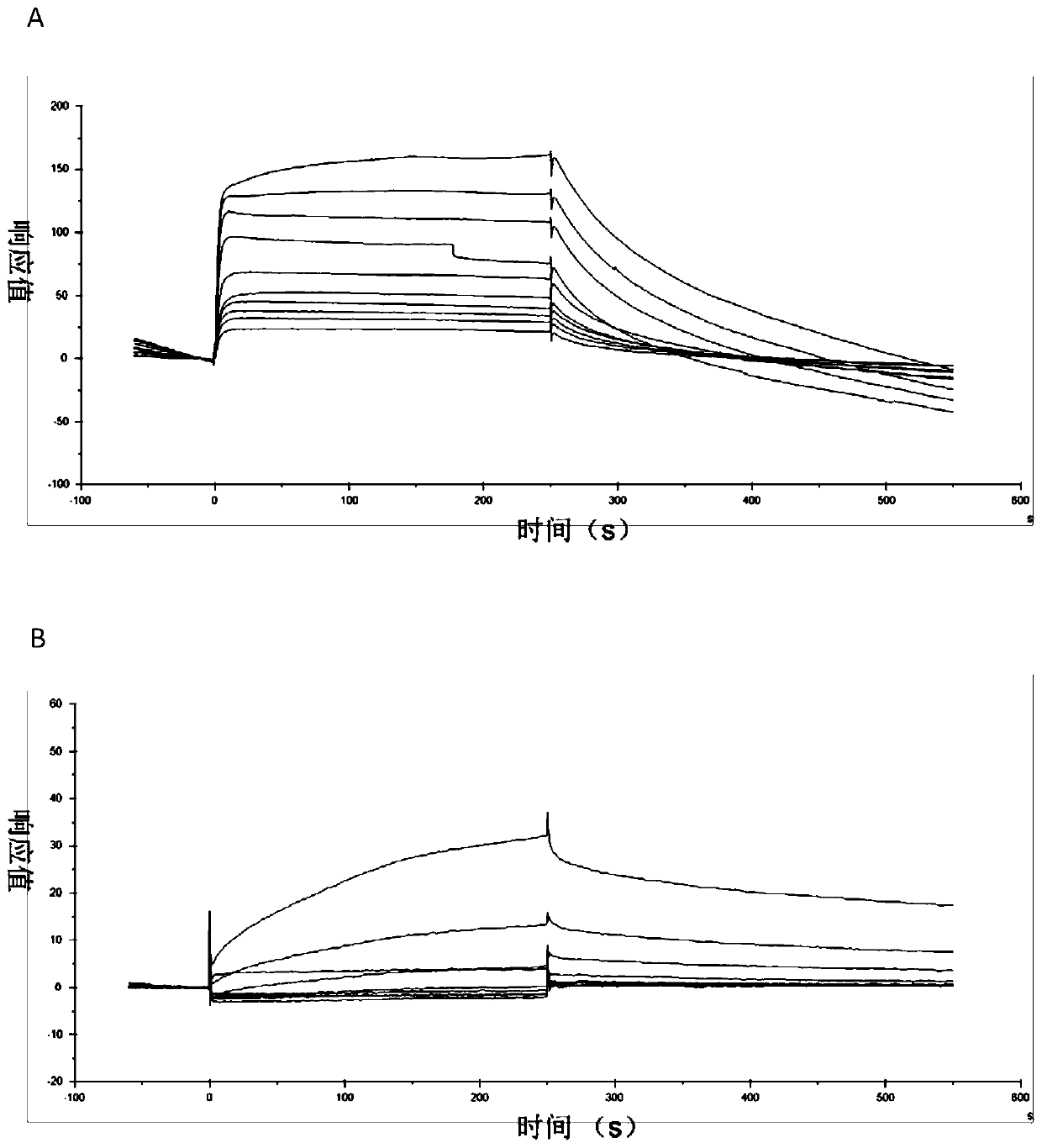 Polypeptide targeting to inhibit Wnt/beta-catenin signal activity and application thereof