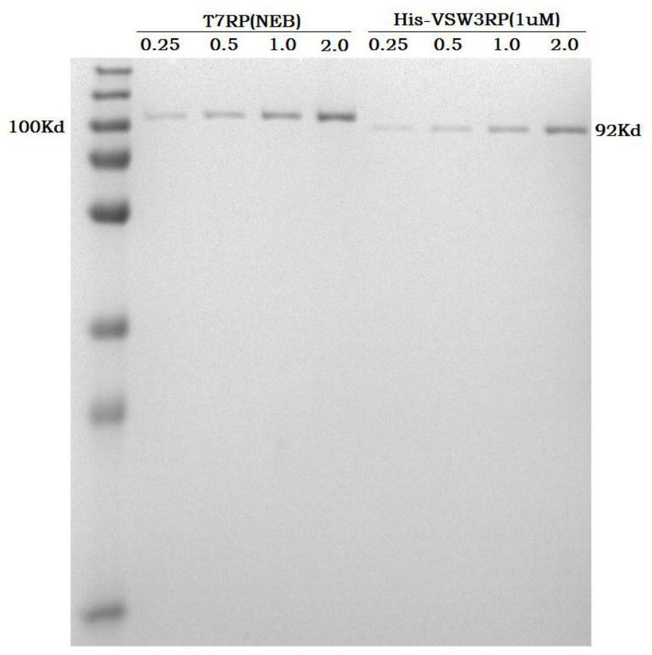 Low-temperature high-yield single subunit RNA (ribonucleic acid) polymerase, purification method and application