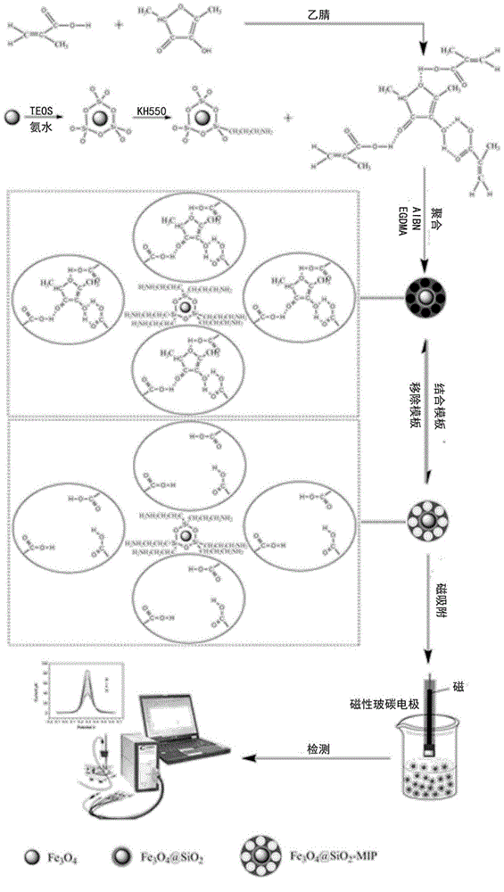 Magnetic molecular imprinting sensor for detecting Gram-negative bacterium signal molecule