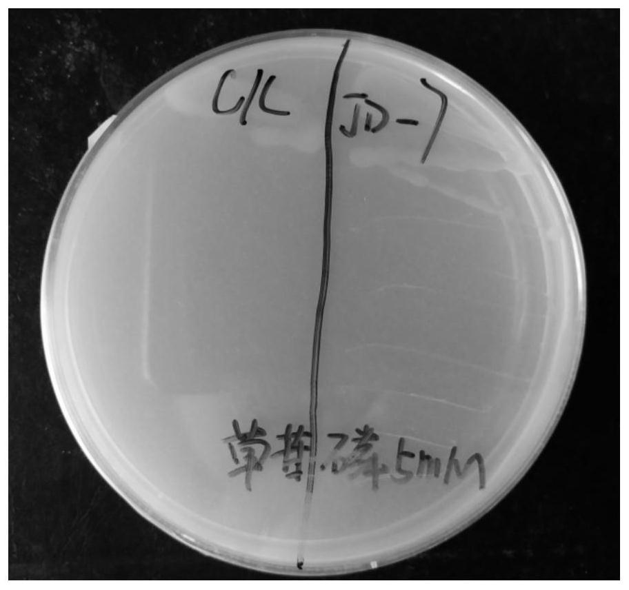 Glyphosate-resistant Paenibacillus colioids jd-07, bacterial agent and application