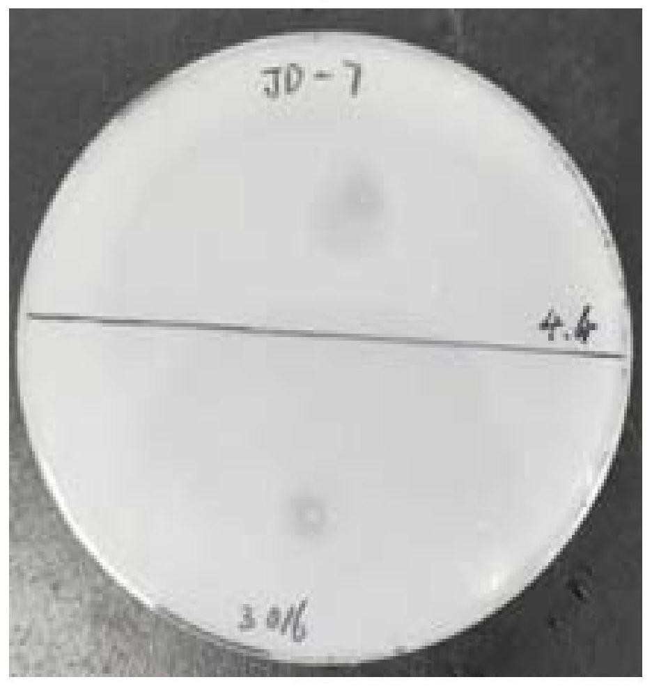 Glyphosate-resistant Paenibacillus colioids jd-07, bacterial agent and application