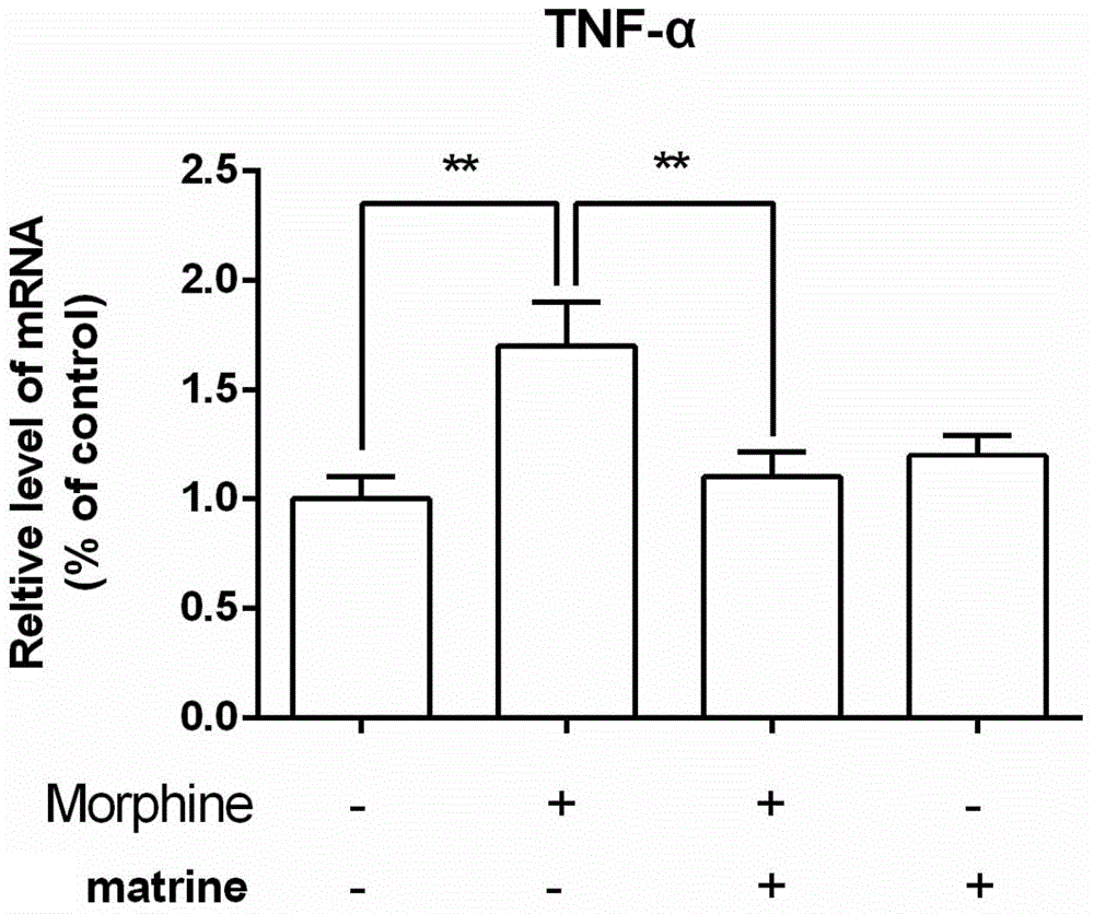 Application of matrine in preparing opioid