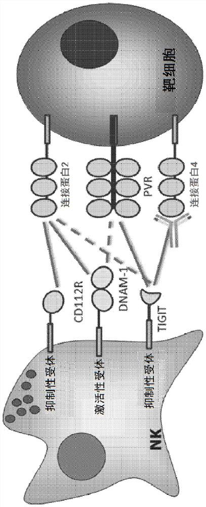 Antibodies specific to human nectin4