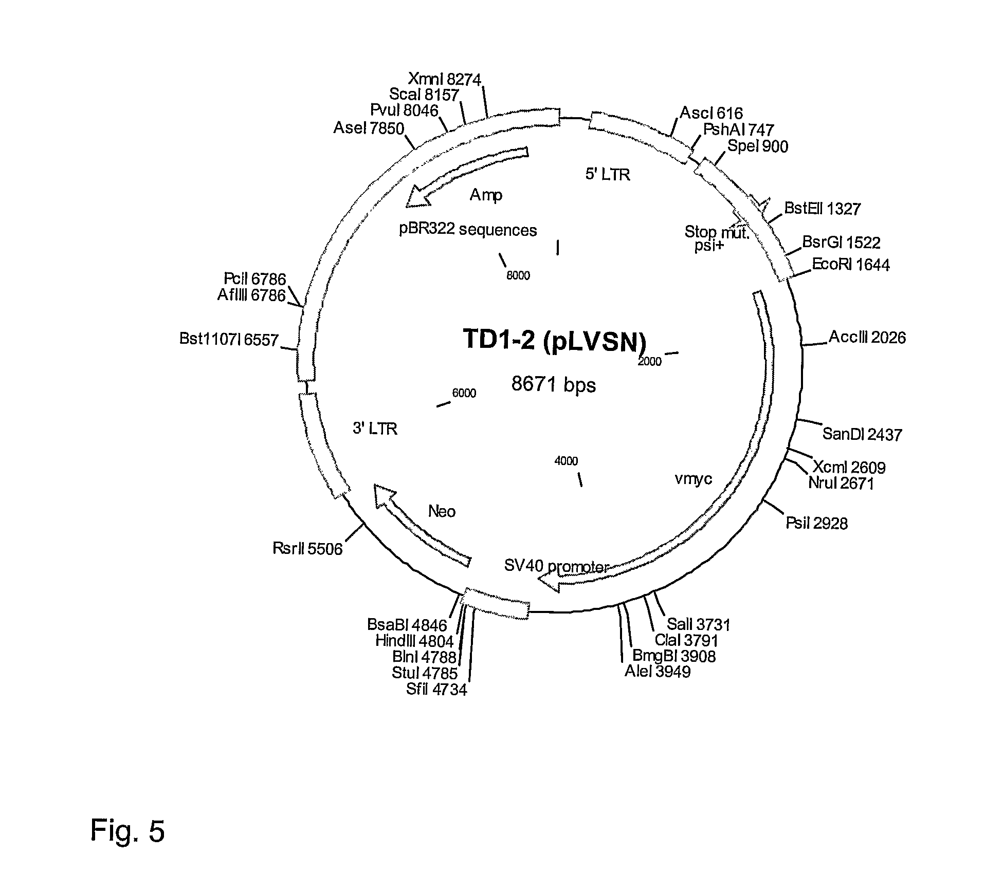 Human immortalised neural precursor cell line