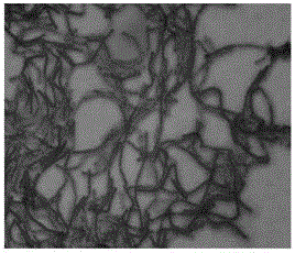 Oil field thermophilic degradation long chain hydrocarbon bacillus HNMC 11117 and application thereof