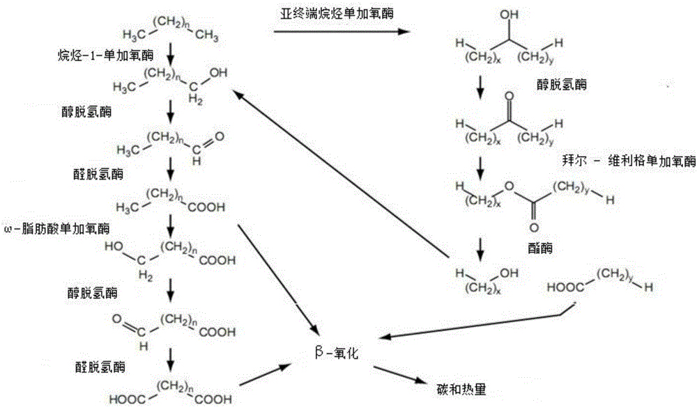 Oil field thermophilic degradation long chain hydrocarbon bacillus HNMC 11117 and application thereof