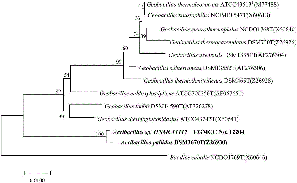 Oil field thermophilic degradation long chain hydrocarbon bacillus HNMC 11117 and application thereof