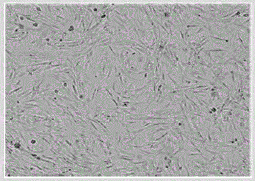 Multimodal molecular imaging monitoring method for ischemia model