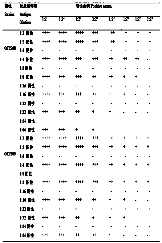 A kind of Streptococcus suis indirect hemagglutination detection kit and its application