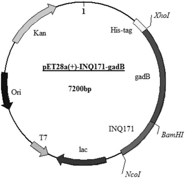 Recombinant engineering bacterium with surface exhibiting and expressing glutamic acid decarboxylase as well as construction method and application of recombinant engineering bacterium