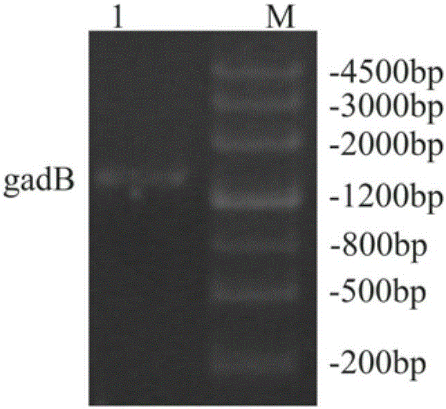 Recombinant engineering bacterium with surface exhibiting and expressing glutamic acid decarboxylase as well as construction method and application of recombinant engineering bacterium