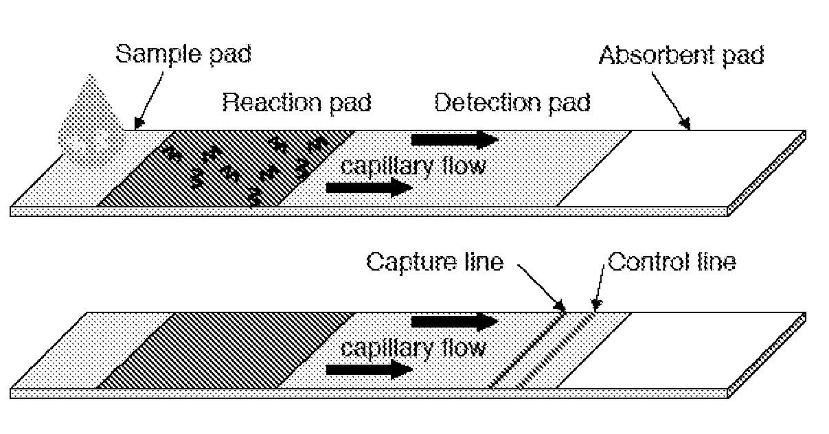 Analyte detection using autocatalytic chain reactions