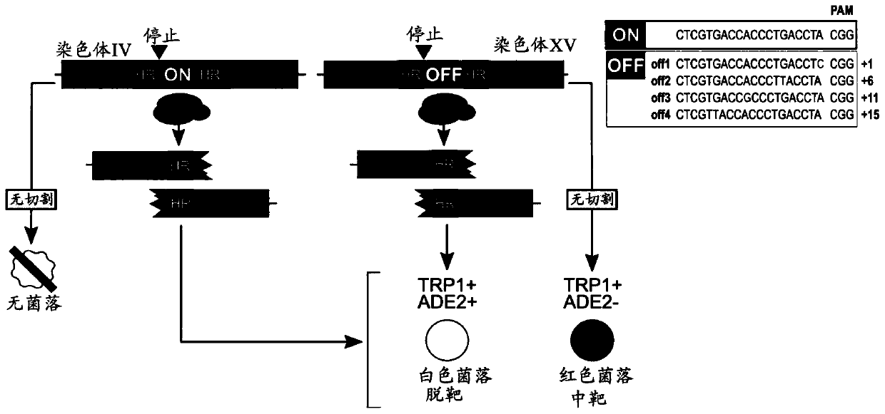 High-fidelity cas9 variants and applications thereof