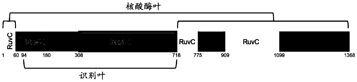 High-fidelity cas9 variants and applications thereof