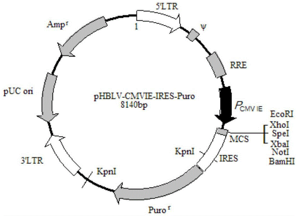 Cell for highly expressing adenoviruses and method for preparing adenoviruses