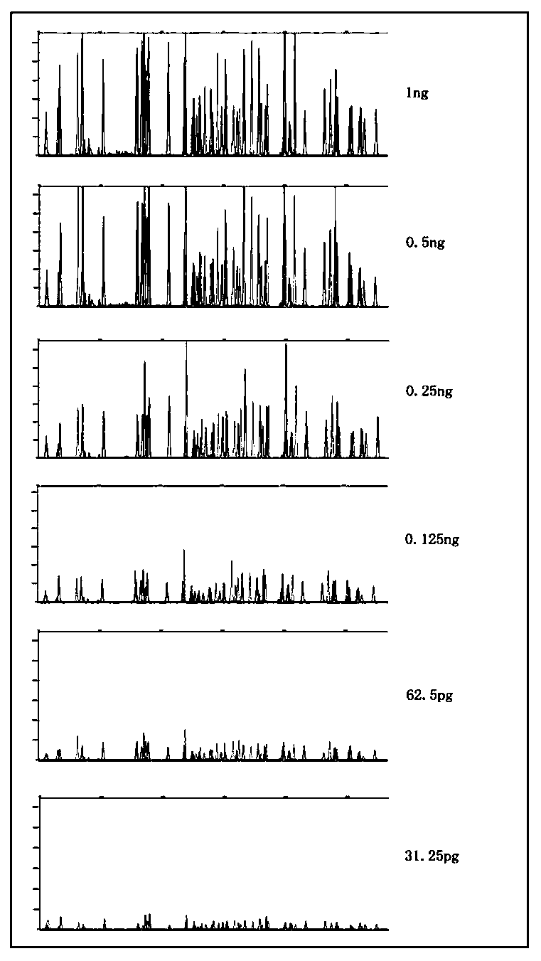 Compound amplification detection kit containing forty InDel genetic polymorphic sites of human X chromosome