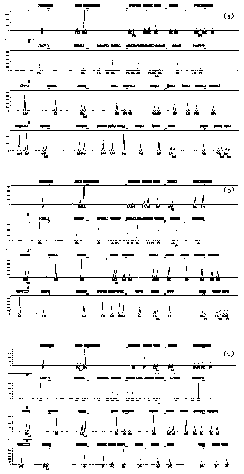 Compound amplification detection kit containing forty InDel genetic polymorphic sites of human X chromosome