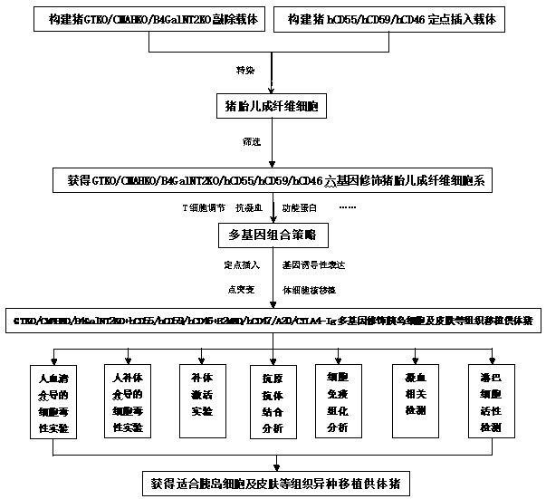 Building method of donor pig suitable for xenotransplantation of tissue like islet cells and skin