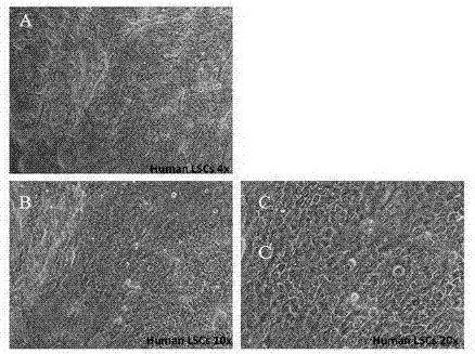 Corneal limbal stem cell culture medium, and culture method