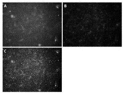 Corneal limbal stem cell culture medium, and culture method