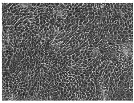 Corneal limbal stem cell culture medium, and culture method