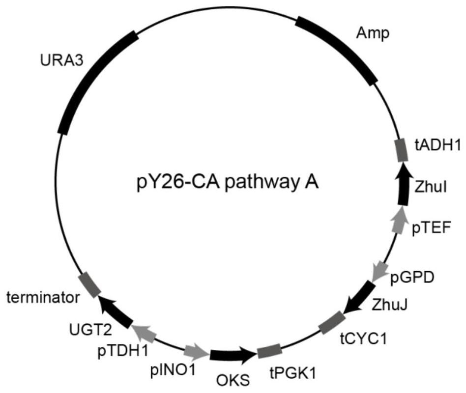 Construction and application of a recombinant Saccharomyces cerevisiae for carminic acid synthesis