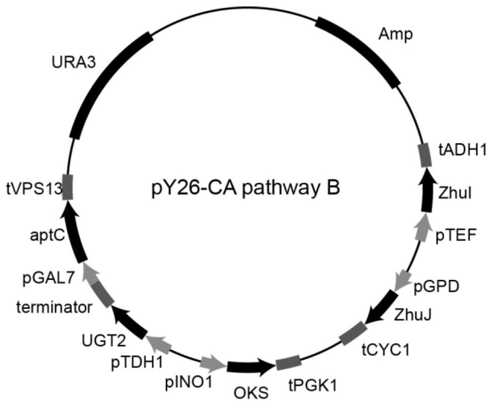 Construction and application of a recombinant Saccharomyces cerevisiae for carminic acid synthesis