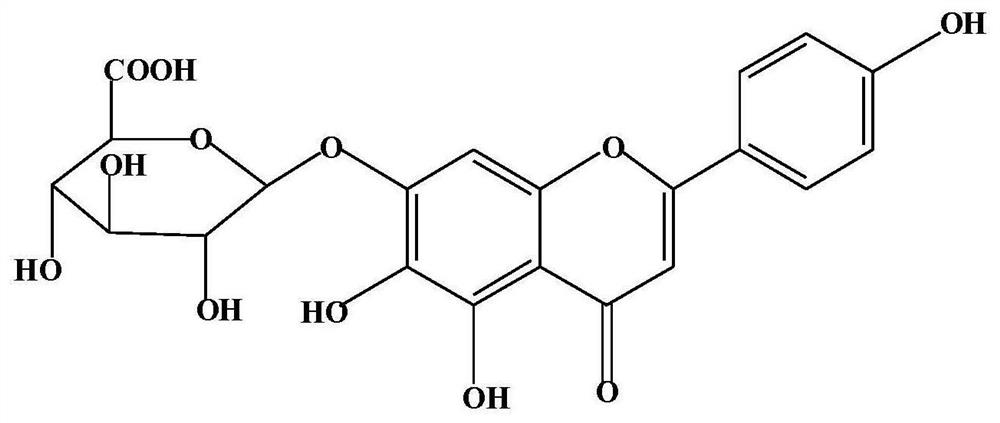 Application of scutellarin in preparation of medicine for treating burns and scalds