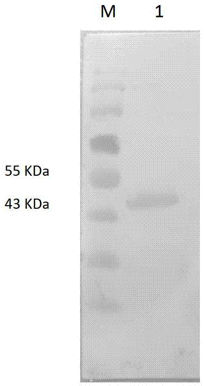 Monoclonal antibody against mycoplasma bovis, hybridoma cell line secreting the monoclonal antibody and application