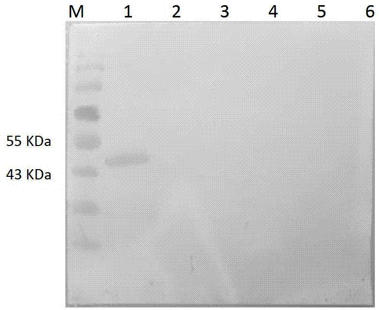 Monoclonal antibody against mycoplasma bovis, hybridoma cell line secreting the monoclonal antibody and application