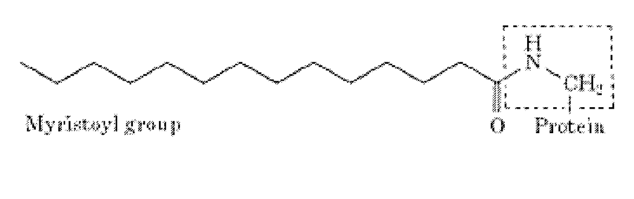 Myristoylated leptin-related peptides and uses thereof