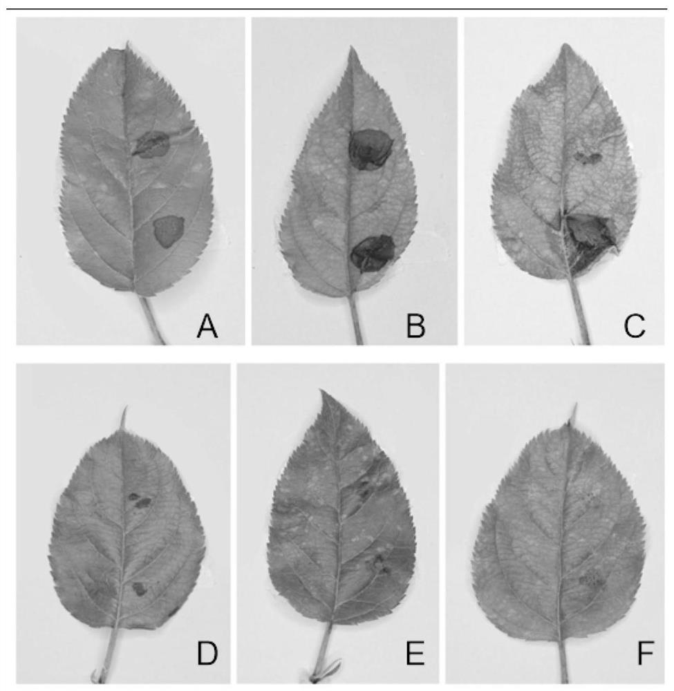 Application of brassinosteroid in prevention and treatment of apple tree canker