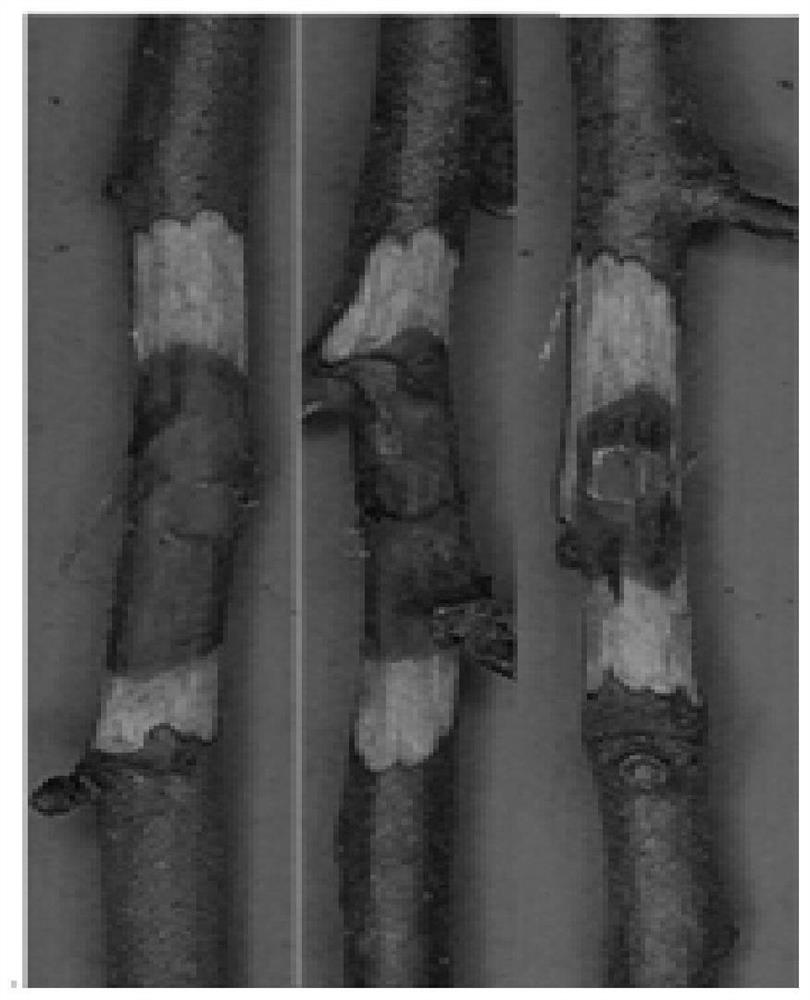 Application of brassinosteroid in prevention and treatment of apple tree canker