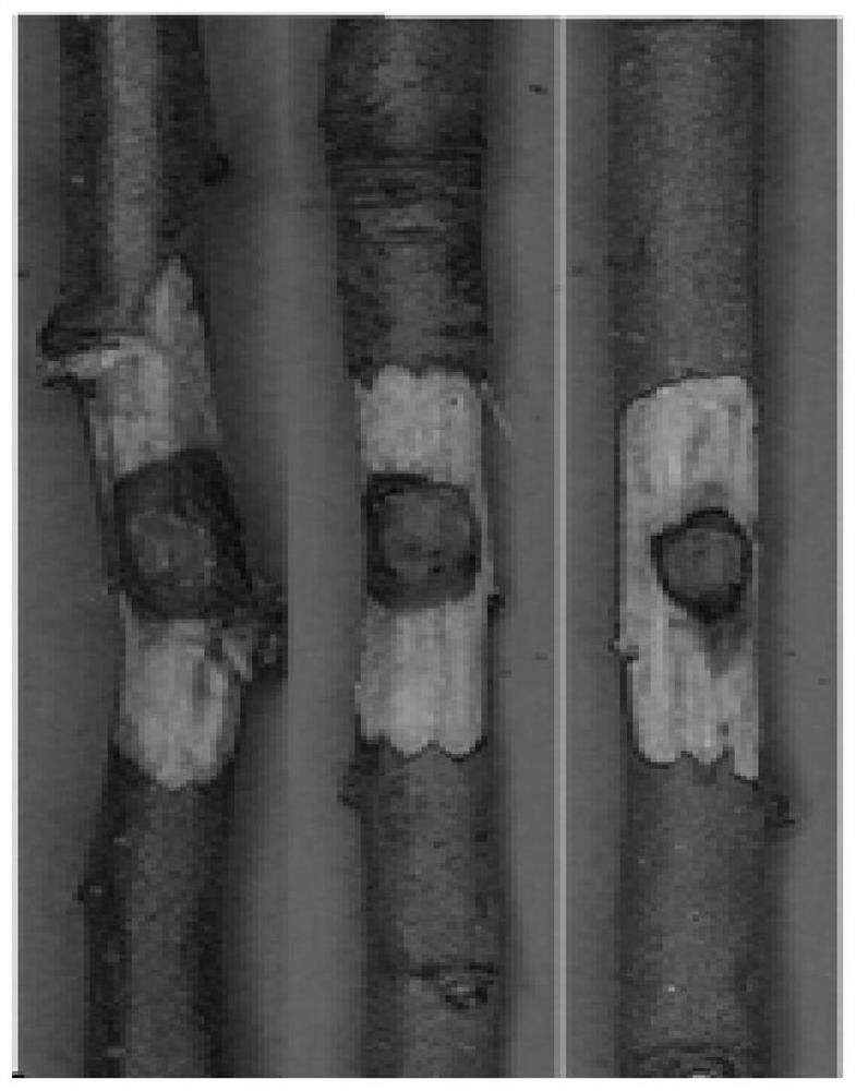 Application of brassinosteroid in prevention and treatment of apple tree canker