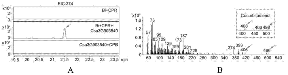 Gene cluster participating in synthesis of cucumber cucurbitacine C and application thereof