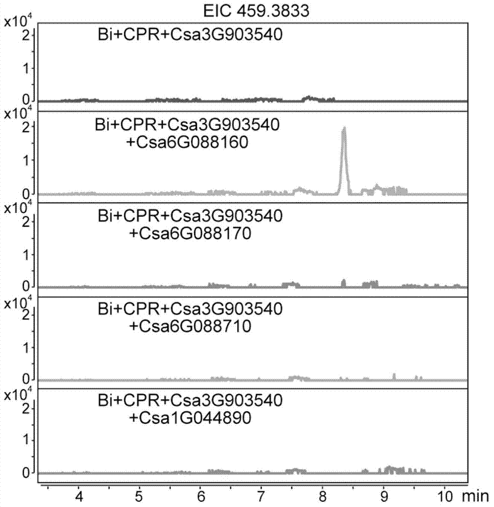 Gene cluster participating in synthesis of cucumber cucurbitacine C and application thereof