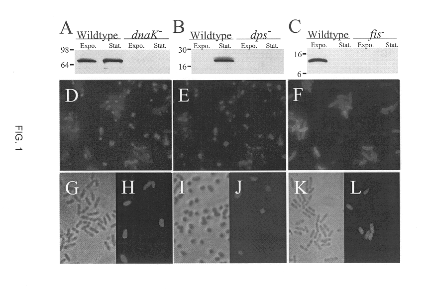 Growth state-specific immunofluorescent probes for determining physiological state and method of use