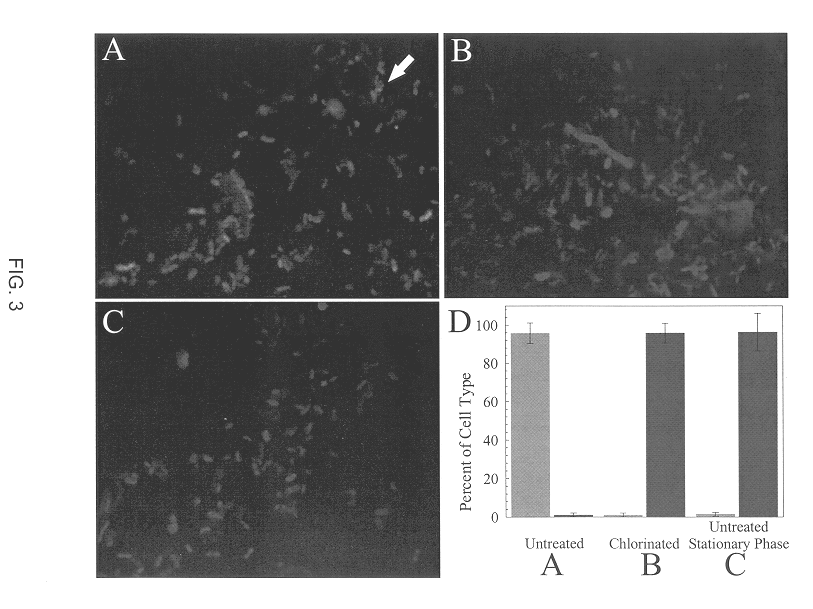 Growth state-specific immunofluorescent probes for determining physiological state and method of use