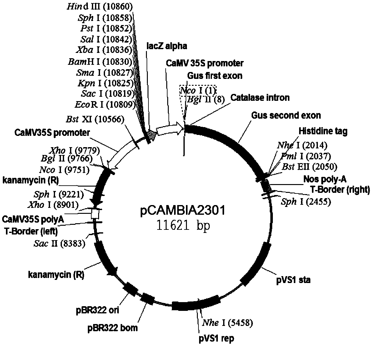 Molecular marker for controlling flowering phase of cabbage type rape and applications of molecular marker