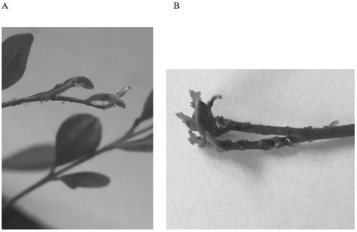 Application of soy sauce residue glyceride in preparation of preparation for controlling minisize insects or foliar fungal and bacterial diseases