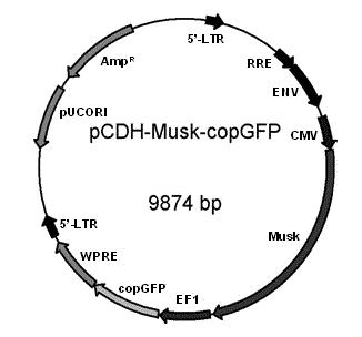 Lentiviral plasmid expression vector as well as construction method and application of lentiviral plasmid expression vector