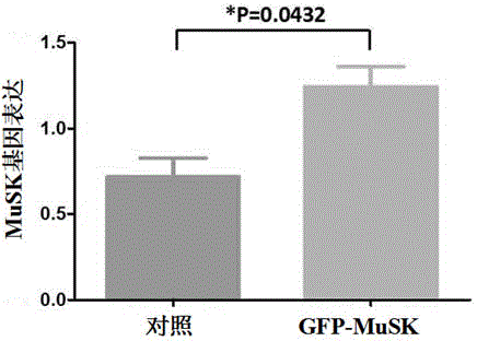 Lentiviral plasmid expression vector as well as construction method and application of lentiviral plasmid expression vector